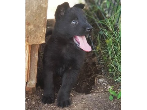 Soild black safkan alman kurdu yavrular