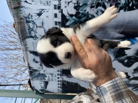 Zeka küpü safkan border collie yavrularım