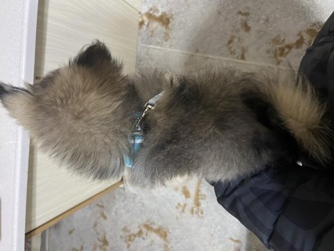 Pomeranian 4-5 aylık erkek