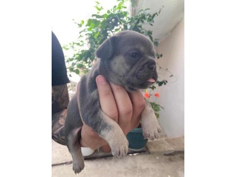 French bulldog bebekler için iletişim