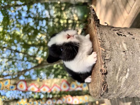 Rezerveye açık netherland dwarf cüce tavşanlar