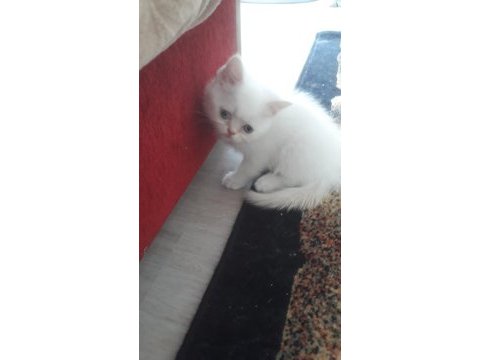 British shorthair 55 günlük yavrmuz sahiplendirelecek