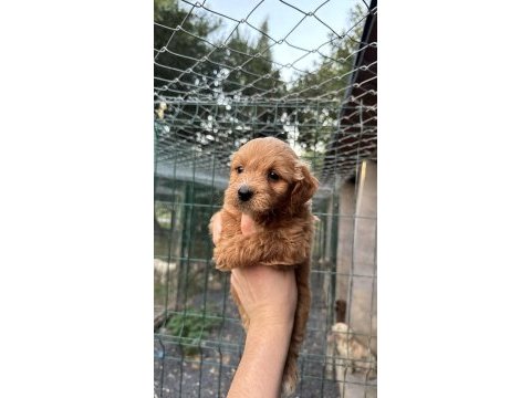 Yavru teacup maltıpoo