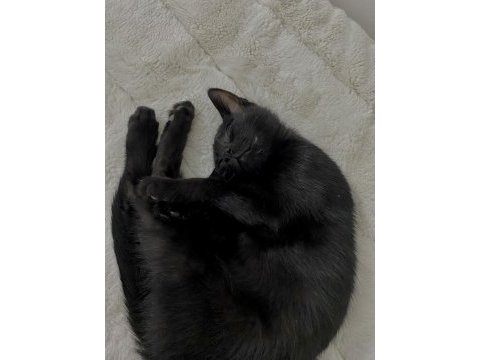 3 aylık sıcakkanlı erkek yavru kedimiz