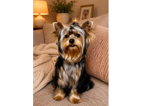Muhteşem kaliteli yavru köpekler