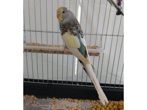 Renk güzeli dişi muhabbet kuşu