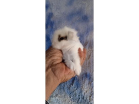 Hollanda teddy lop tavşanı yavrular
