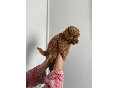 Toy poodle 3 erkek
