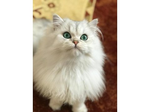British longhair silver shaded