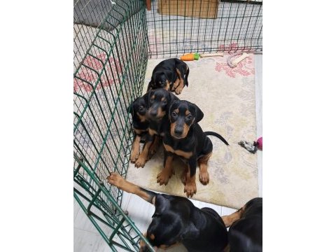 26 haziran doğumlu doberman bebeklerimiz