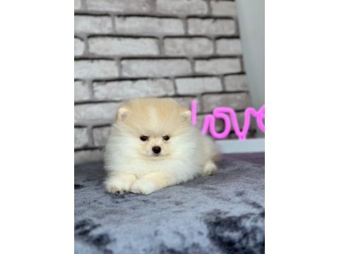 Pomeranian boo