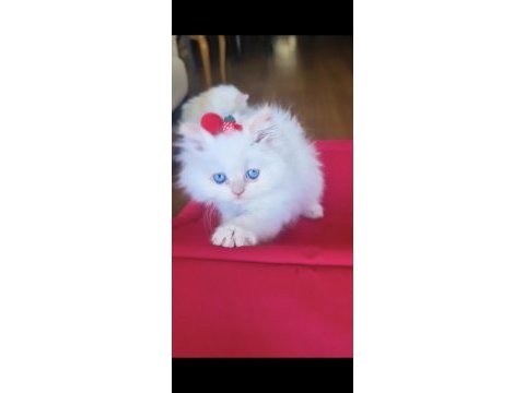 İran kedisi en safkan en asil en çok anne sütü emen