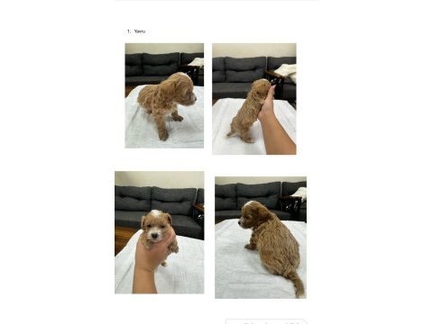 Maltipoo bebekler