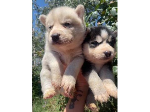 Anne altından yeni sütten kesilmiş safkan huskyler
