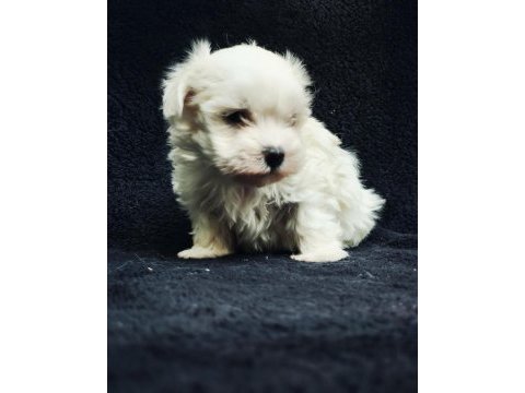 Bu sevecen maltese terrier kaçmaz!