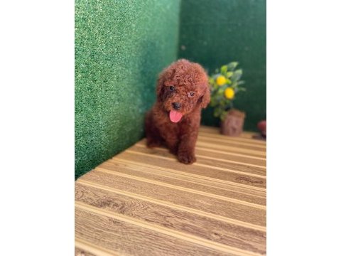 Toy poodle bebekler referans yavru