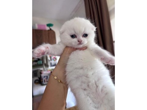 Top kafa safkan scottish fold