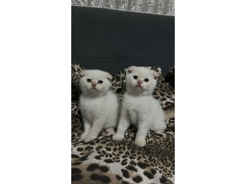 Scottish fold yavru kediler