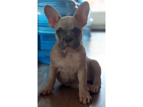 Aşılı fluffy ve isabella taşıyıcı french bulldog kızımız