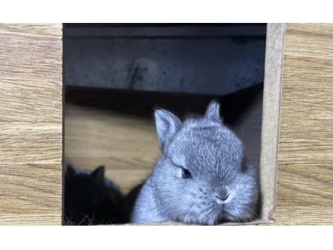 Cüce bebeklerimiz (chinchilla)