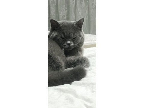 Sahiplendirilecek british shorthair
