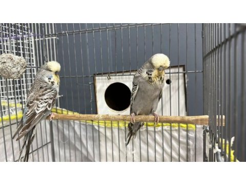 Acil 3 çift jumbo show muhabbet kuşu
