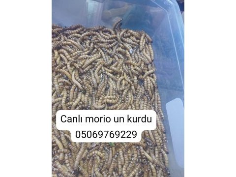 Un kurdu canlı kurutulmuş morio kurdu