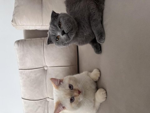 British shorthair kedisi