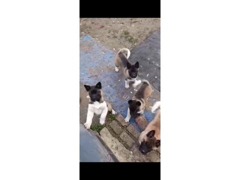 A kalitede garantili akita yavruları