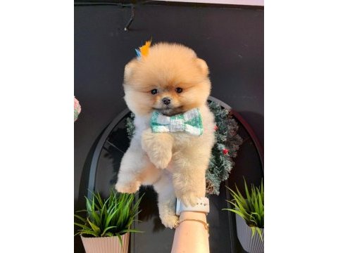 Safkan şecereli pomeranian boo yavrular