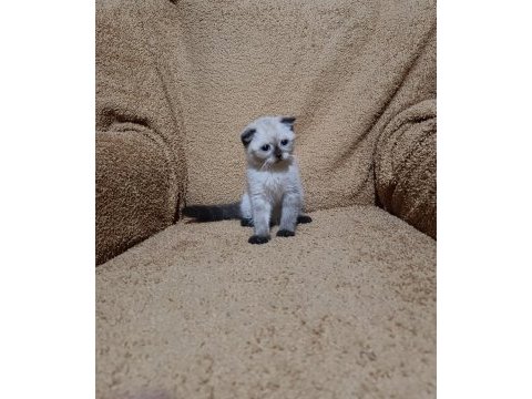 Scottish fold shorthair çikolata point