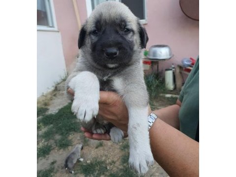 Safkan 6 tırnaklı soylu özel üretim kangal yavrular