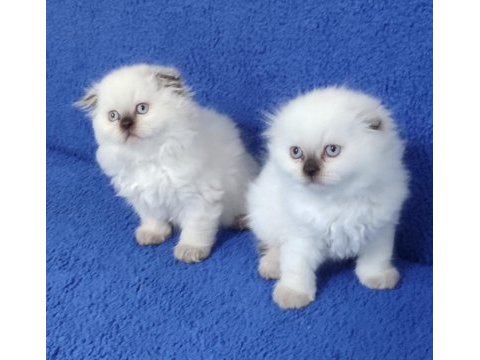 Scottish fold losgheyr yavrular teslime hazırdır