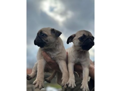 Pug yavruları