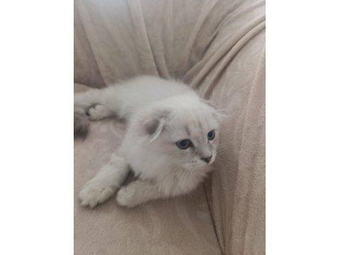 Scottish fold 100 günlük