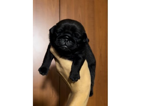 Pug köpekler rezerveye açık sadece