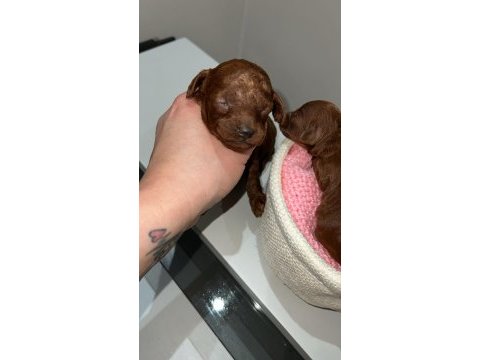 Kore red brown poodle dişi erkek rezerve için hazır bebekler