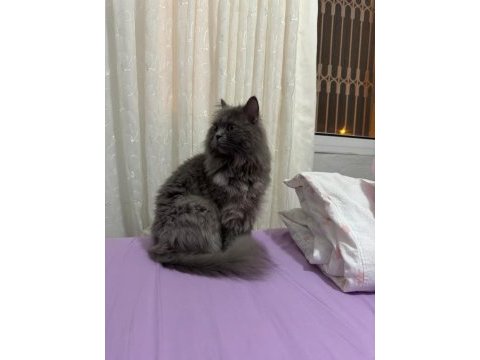 Tüm aşıları ve cipli british shorthair