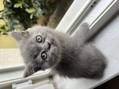2 aylık british shorthair