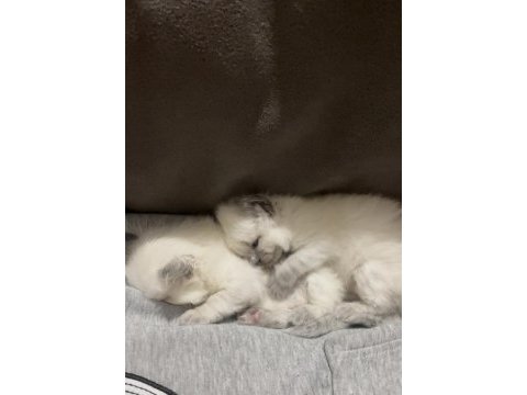 Ragdoll bebekleri