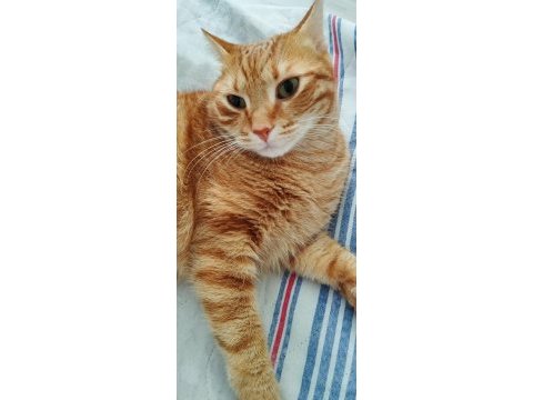 Adana da güzel tatlı bir kedimiz temiz ama biraz ürkektir