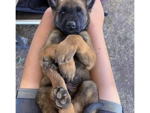 Malinois yavruları