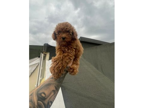 Toy poodle bebeğim yeni yuvasını arıyor