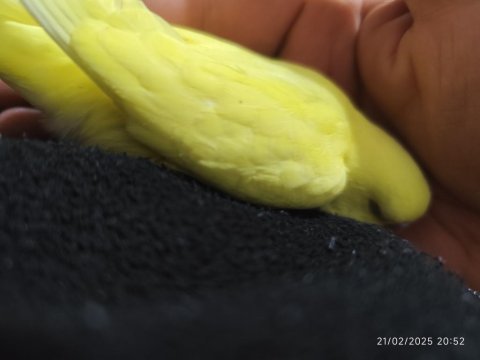 Yeni yeme düşen bebek muhabbet kuşu yavrular