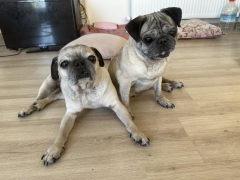 Pug kızlar