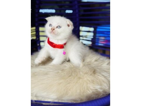 Scottish fold blue point