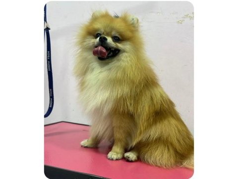 1 buçuk yaşında dişi pomeranian