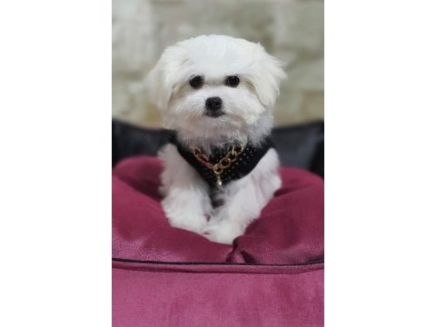 Maltese dişi yavrumuz 