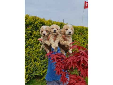 Maltipoo çiftlikten bebekler