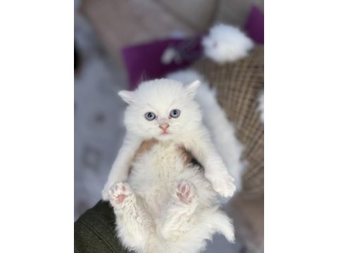 Sağlık garantili kediler ve tüm ırklar mevcuttur